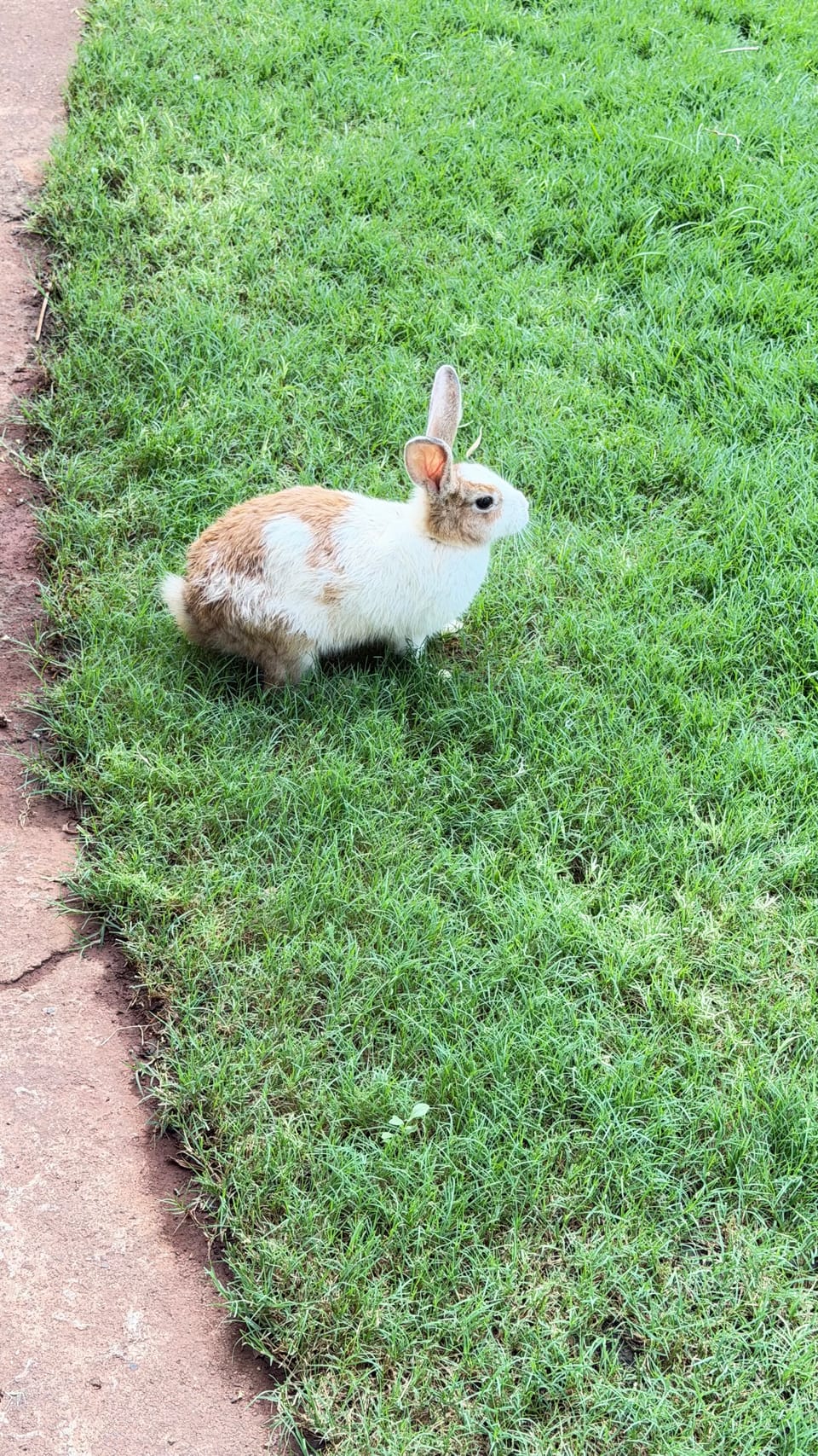 Rabbits in a rat race